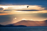 Gannet Sky
