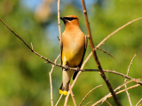 Cedar waxwing06.JPG