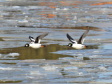 Goldeneyes3A.jpg