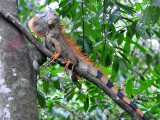 Green Iguana displaying