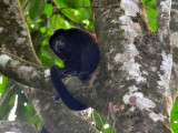 Howler Monkey1