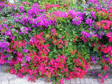 Bougainvilleas