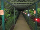 Selva Verde walkway