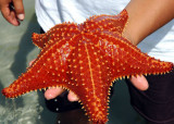 Starfish