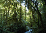 Cloud Forest