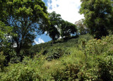 Shade grown coffee