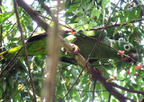 Mealy Parrot