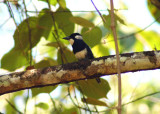 Black-breasted Puffbird