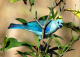 Blue-gray tanager