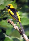 Yellow-tailed Oriole