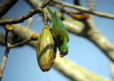 Orange-chinned Parakeet