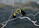 Chestnut-mandibled Toucans