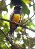 Violaceous Trogon