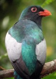 Slaty-tailed Trogon2