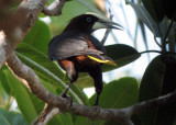 Chestnut-headed Oropendola