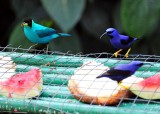 Honeycreepers