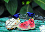 Purple Honeycreepers