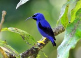 Purple Honeycreeper2