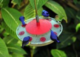Purple Honeycreepers2
