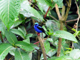 Red-legged Honeycreeper