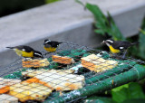 Bananaquits