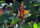 Bananaquit2
