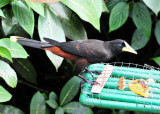Crested Oropendola