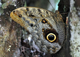 Caligo