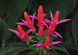 flowers4