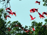 Scarlet Ibis3