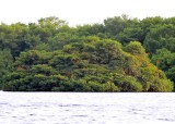 Scarlet Ibis4