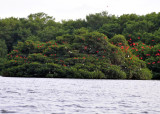 Scarlet Ibis6
