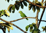 Orange-winged parrot