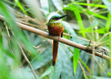 Rufous-tailed Jacamar2