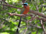 Blue-crowned Motmot2