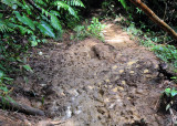 Main Ridge Forest Trail mud