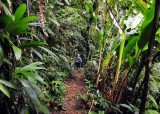 Main Ridge Forest Trail