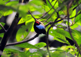 Blue-backed Manakin