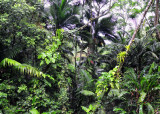 Jungle View