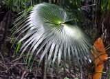 Silver palm