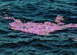 Portugese Man-o-war aggregation