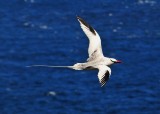 Red-billed Tropicbird1