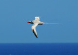 Red-billed Tropicbird2