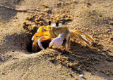 Blue Waters Crab