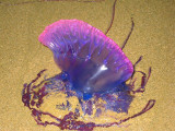Portugese Man-o-war