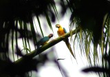 Blue and Yellow Macaw