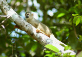 Squirrel Monkey