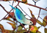 332 Blue-gray Tanager.JPG