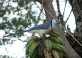 White-throated Magpie Jay