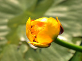 Water lily bud